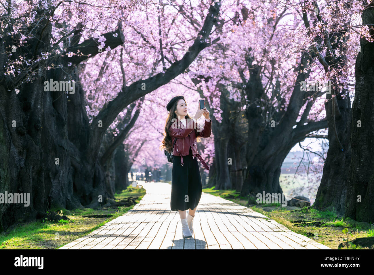 Junge Frau wandern in Cherry Blossom Garten an einem Frühlingstag. Zeile Cherry Blossom Bäume in Kyoto, Japan Stockfoto