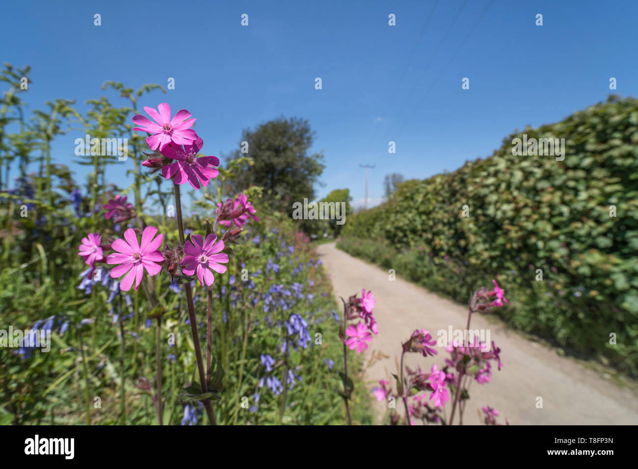 Rosa Blüten von Red Campion/Silene dioica wachsen in der Sonne in einer britischen Hecke. Einige Glockenblumen auch anwesend. Stockfoto