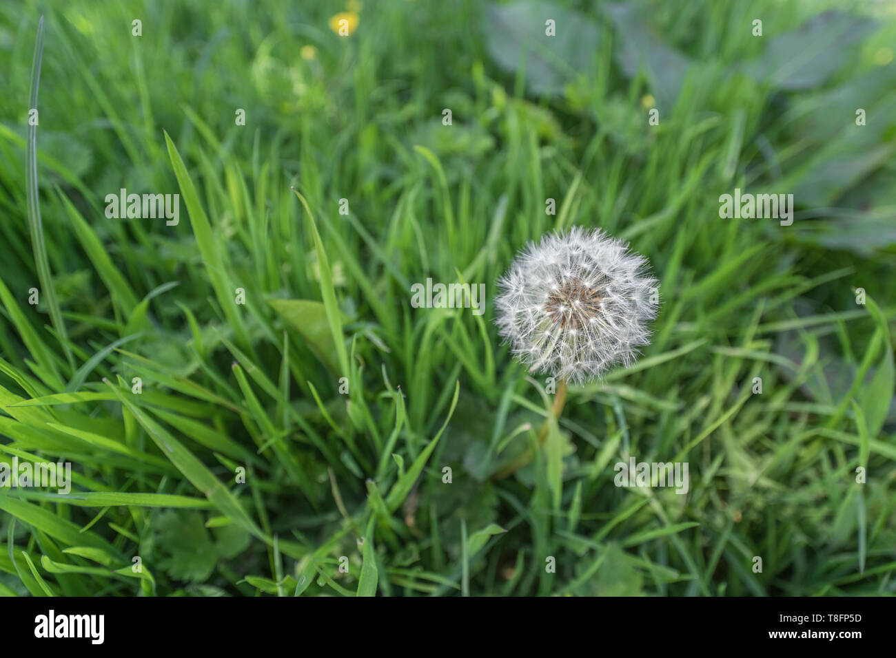 Einsame Löwenzahn/Taraxacum officinale Puff-ball Samen Kopf Uhr wachsen im Gras. Stockfoto