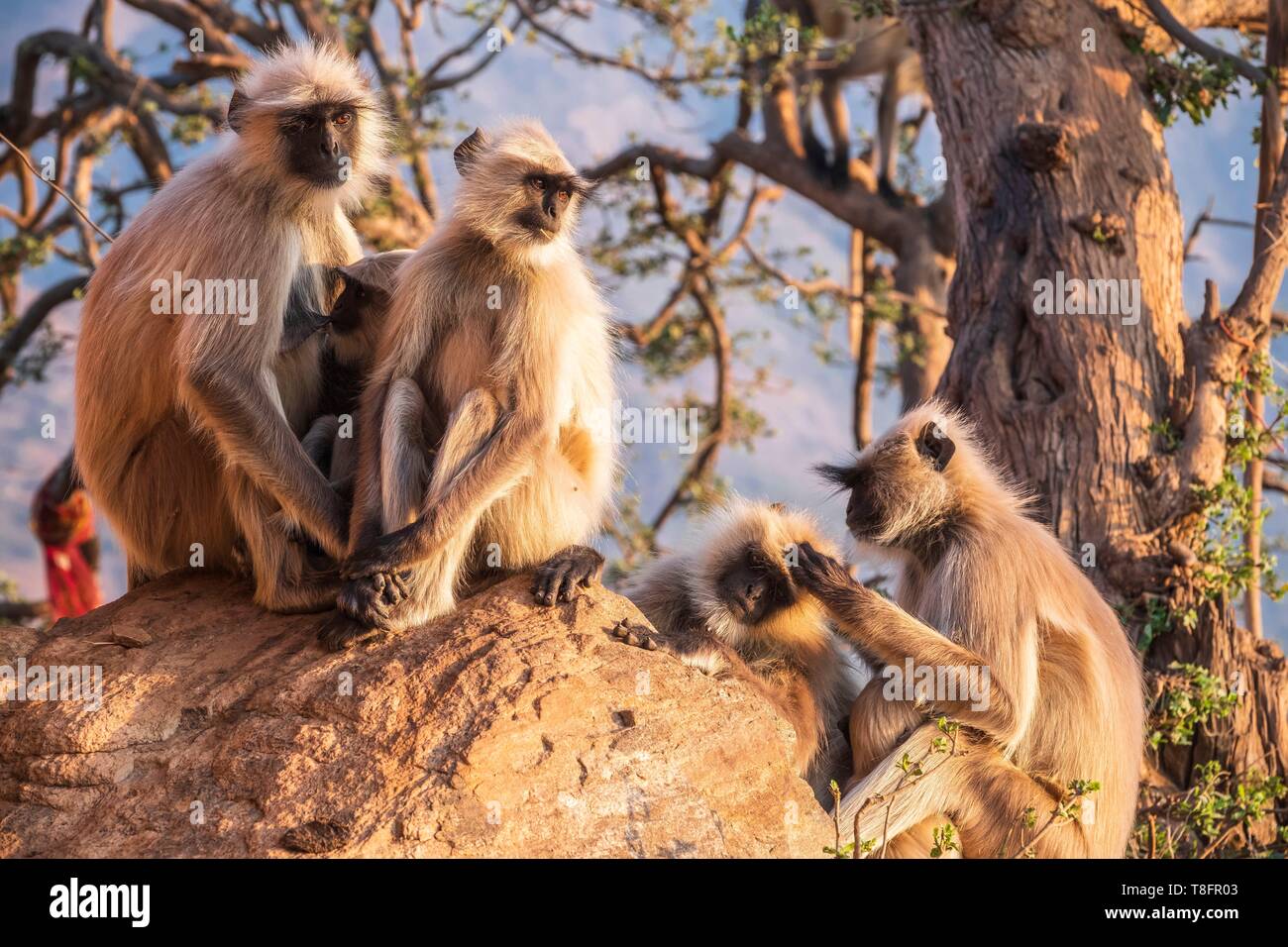 Indien, Rajasthan, Pushkar, heilige Stadt der Hindus, Affen um Savitri Tempel an der Spitze des Ratnagiri Hil Stockfoto