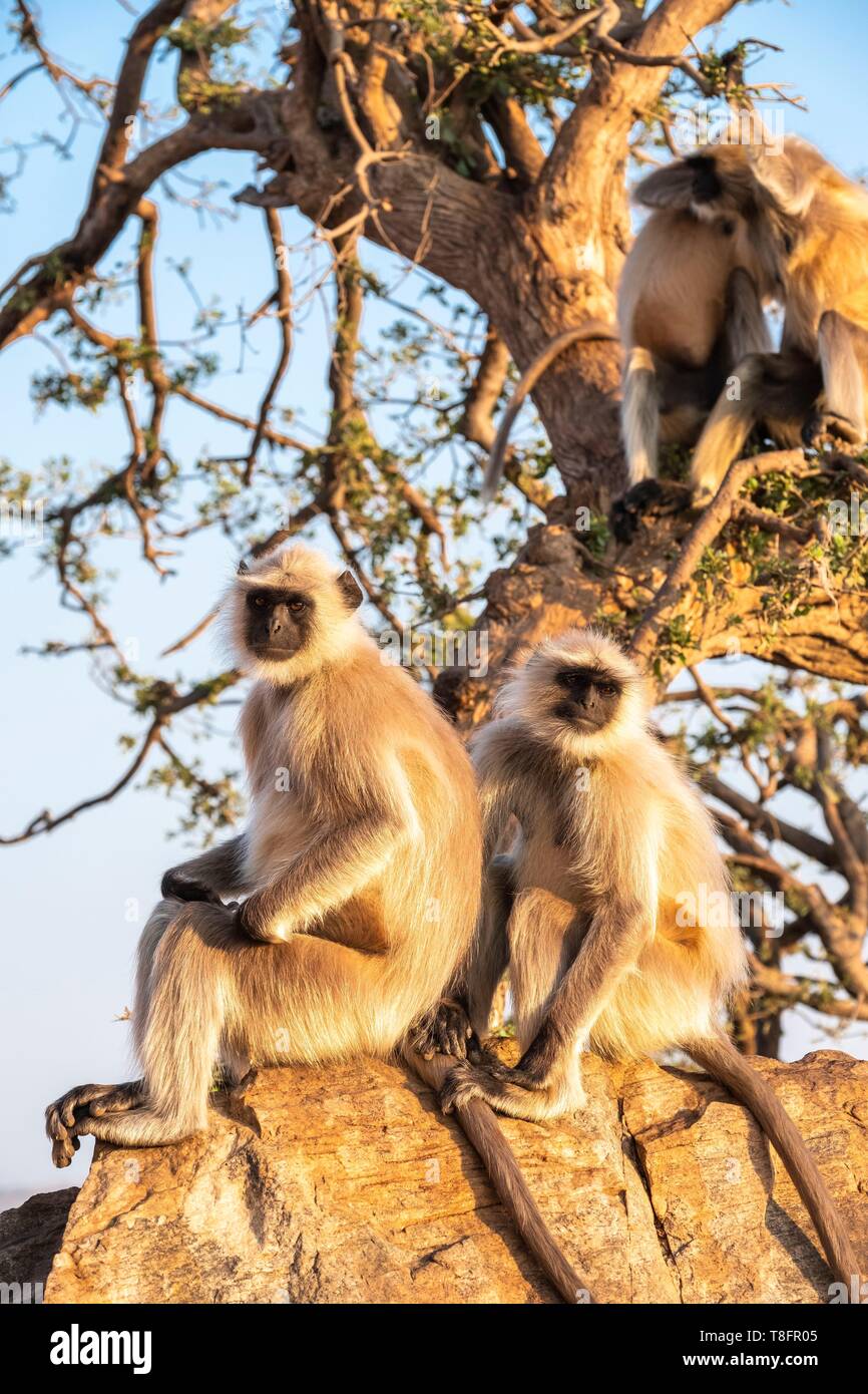 Indien, Rajasthan, Pushkar, heilige Stadt der Hindus, Affen um Savitri Tempel an der Spitze des Ratnagiri Hil Stockfoto