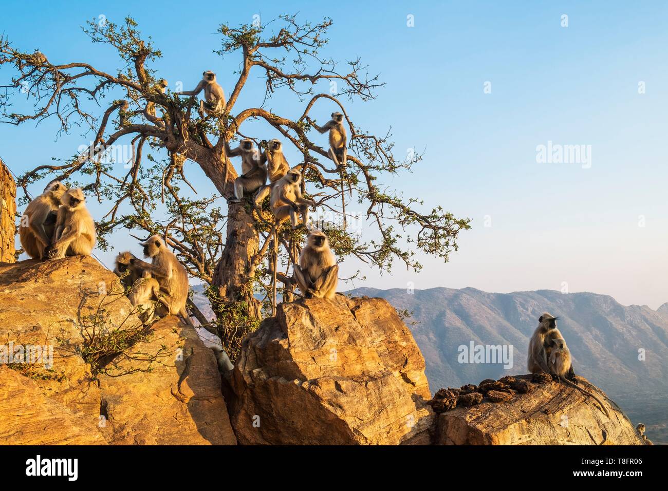Indien, Rajasthan, Pushkar, heilige Stadt der Hindus, Affen um Savitri Tempel an der Spitze des Ratnagiri Hil Stockfoto