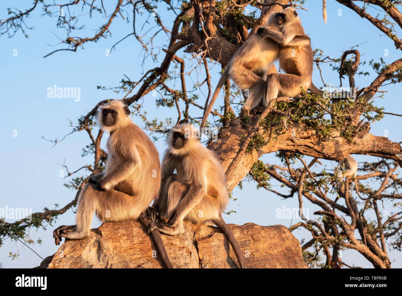 Indien, Rajasthan, Pushkar, heilige Stadt der Hindus, Affen um Savitri Tempel an der Spitze des Ratnagiri Hil Stockfoto