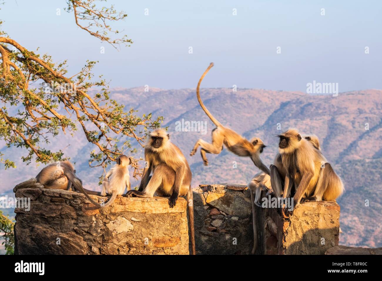 Indien, Rajasthan, Pushkar, heilige Stadt der Hindus, Affen um Savitri Tempel an der Spitze des Ratnagiri Hil Stockfoto