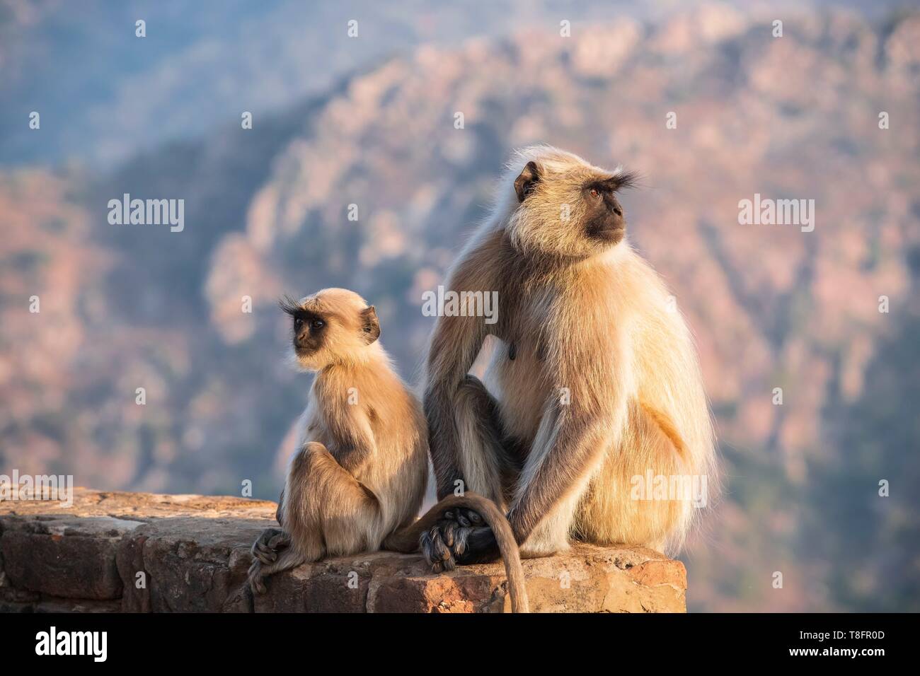 Indien, Rajasthan, Pushkar, heilige Stadt der Hindus, Affen um Savitri Tempel an der Spitze des Ratnagiri Hil Stockfoto