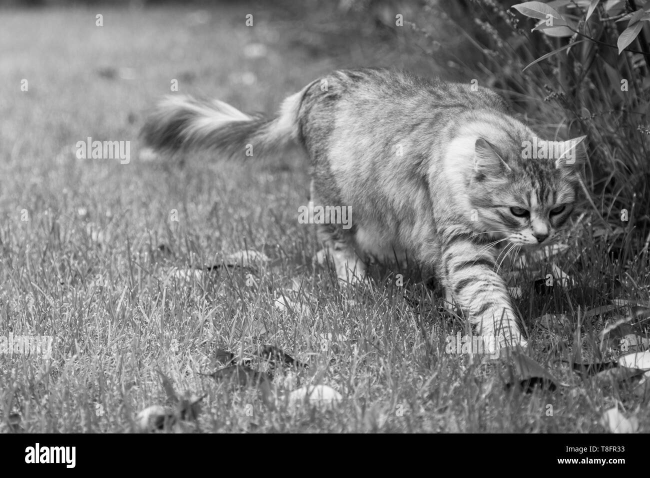 Schöne Katze mit langen Haaren im Freien in einem Garten, sibirische Silber kitten Stockfoto