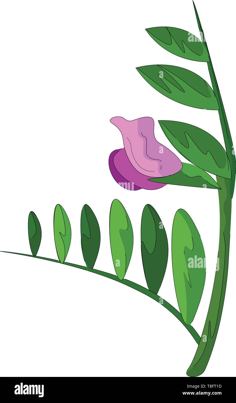 Ein vetch Blume eines Scrambling krautartige Pflanze lila in Farbe und mit länglichen, ovalen Blätter auf dem grünen Stiel auf weißem Hintergrund, Vektor Stock Vektor