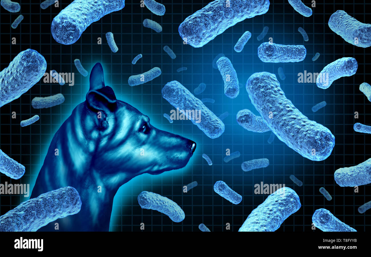 Canine Brucellosis ansteckende bakterielle Infektion von Hunden mit der Gefahr der Hund Bakterien Krankheit Menschen infizieren als Gefahr für die menschliche Gesundheit. Stockfoto
