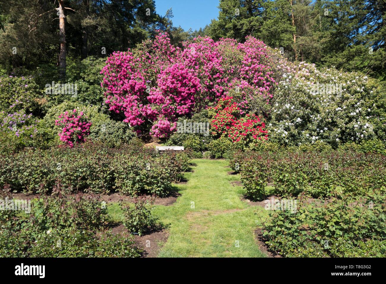 International Rose Test Garden in Portland, Oregon, USA. Stockfoto