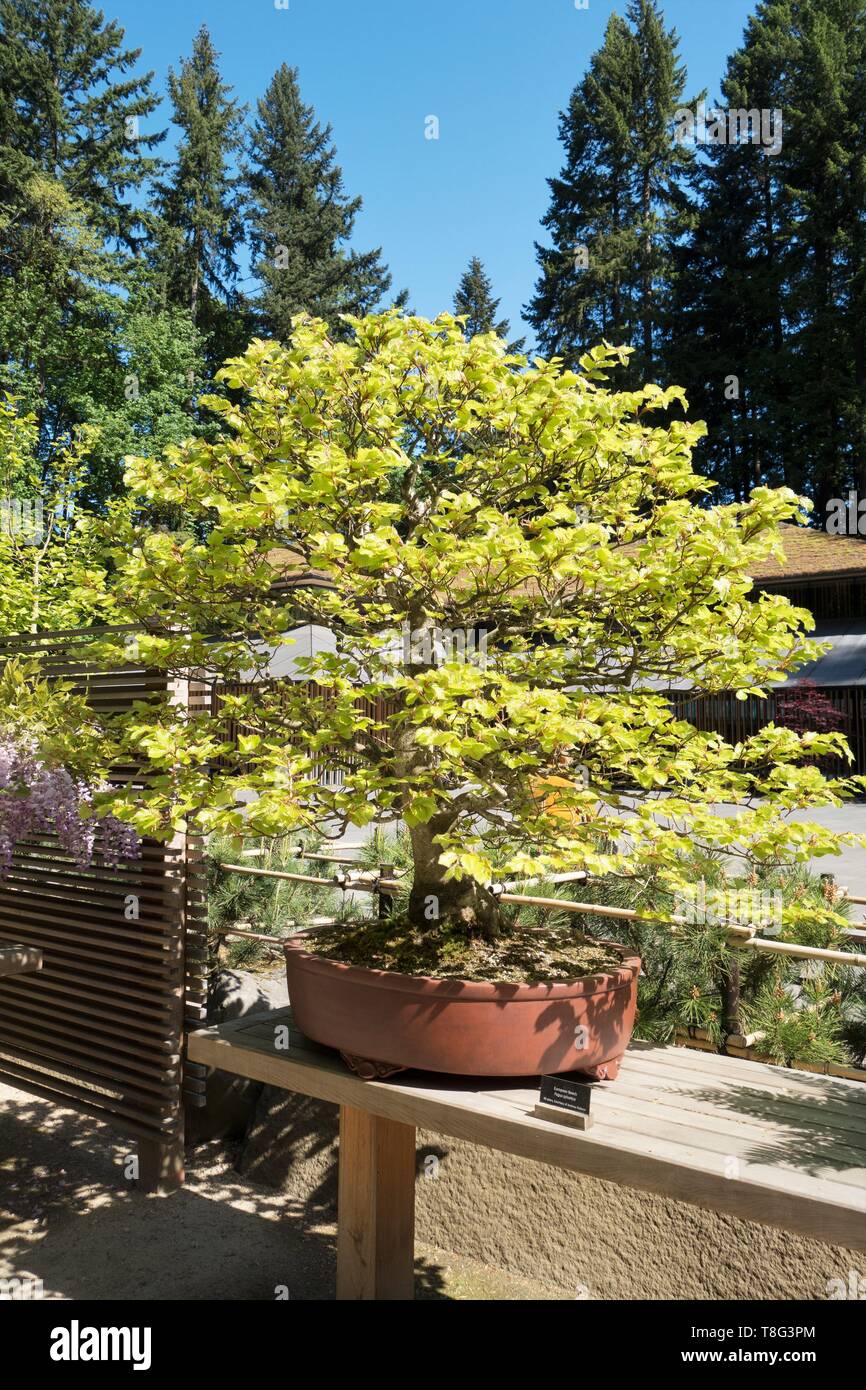 Fagus sylvatica - Buche - bonsai Alter 40 Jahre, an der Portland  Japanischer Garten in Portland, Oregon, USA Stockfotografie - Alamy