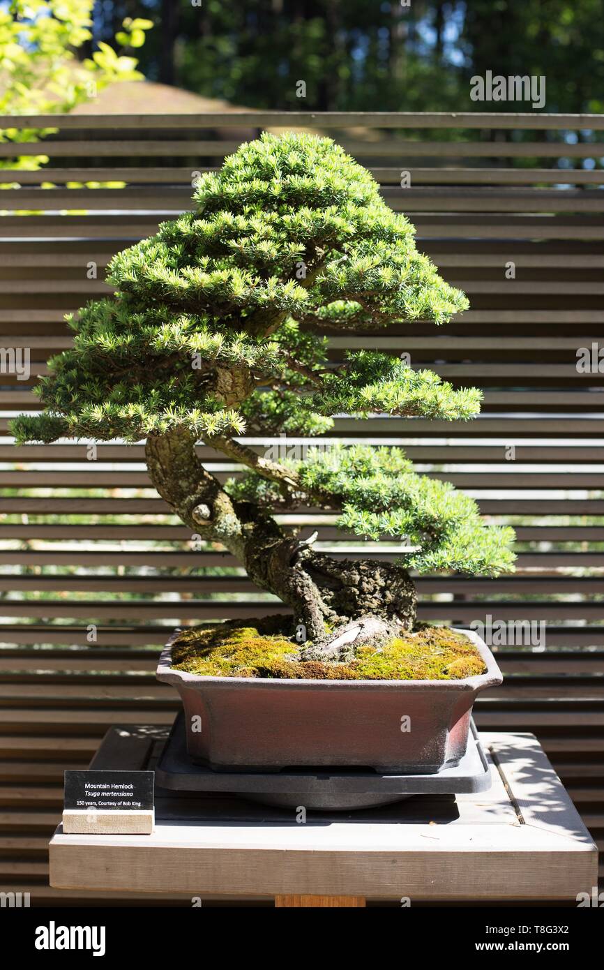 Tsuga mertensiana-Mountain hemlock - bonsai Alter 150 Jahre, an der  Portland Japanischer Garten in Portland, Oregon, USA Stockfotografie - Alamy
