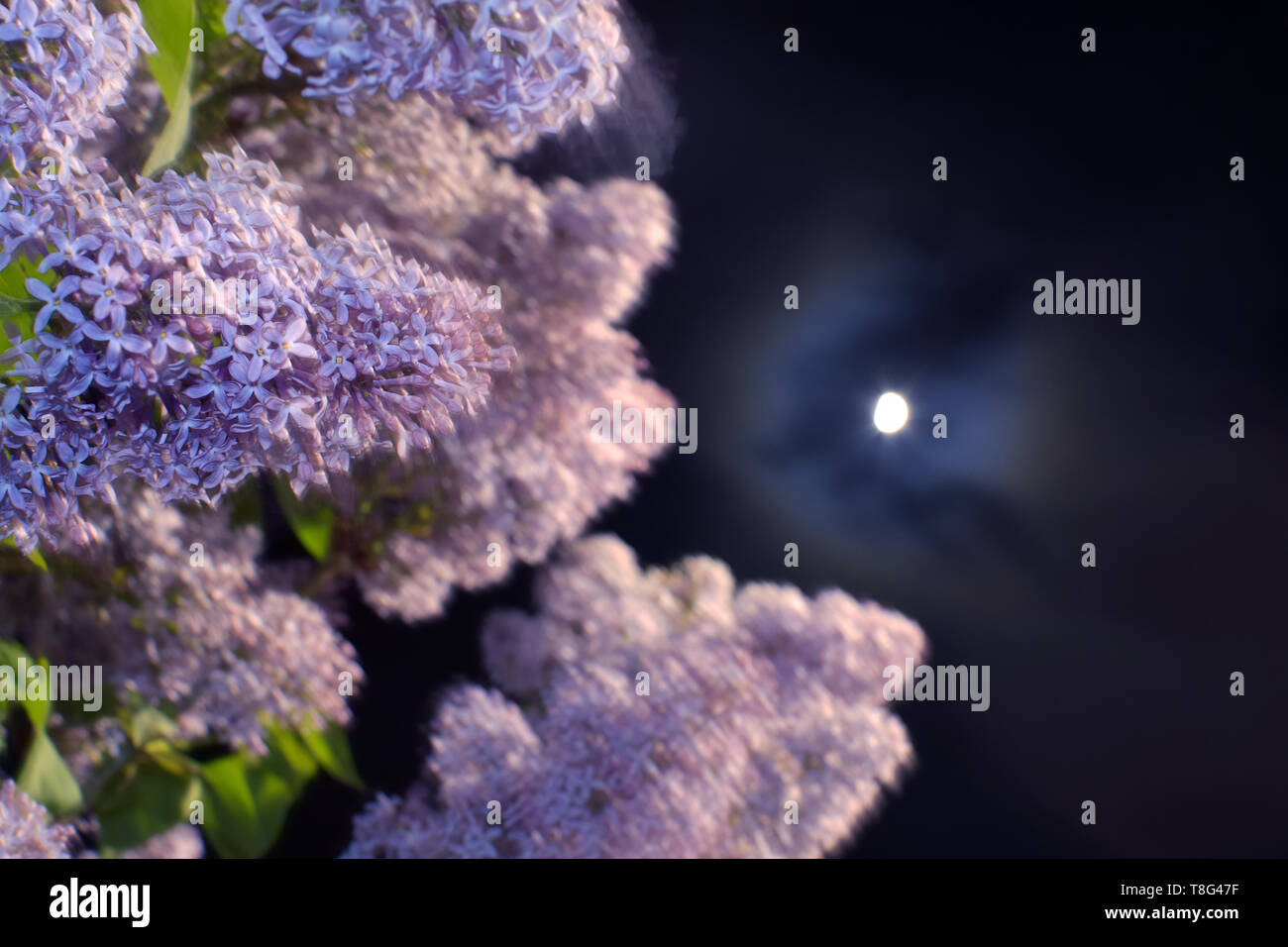 Die Lillac Blumen und der Mond Stockfoto