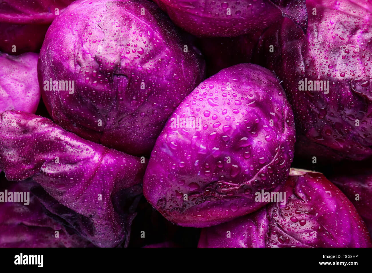 Rotkohl mit Wassertropfen als Hintergrund Reif Stockfoto