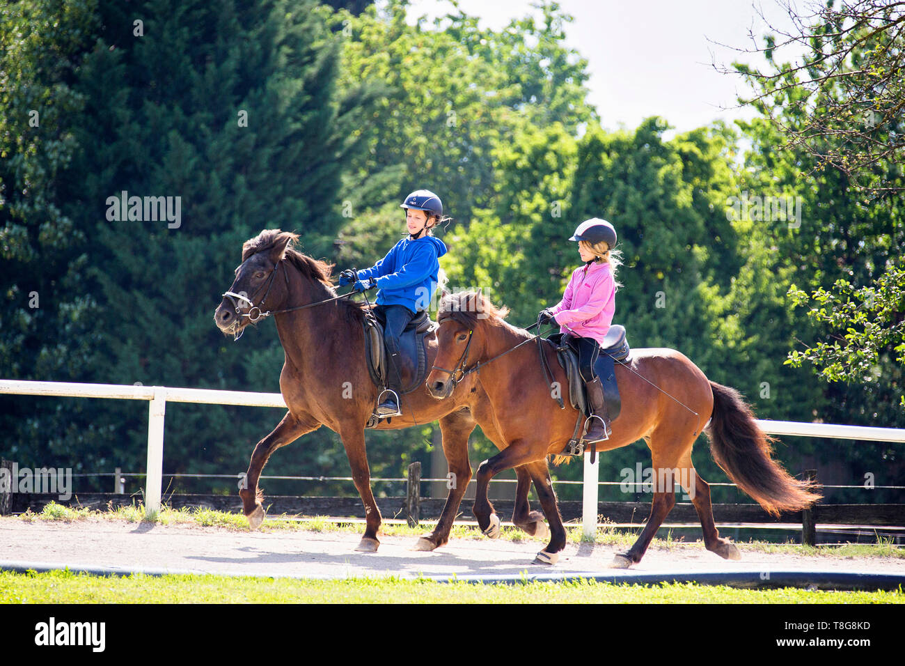 Islandpferd. Zwei Pferde geritten wird zu einem toelt durch Kinder Österreich Stockfoto