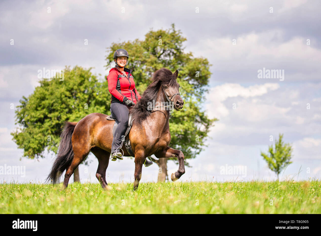 Islandpferd. Schwarze Mare auf einem toelt geritten. Österreich Stockfoto