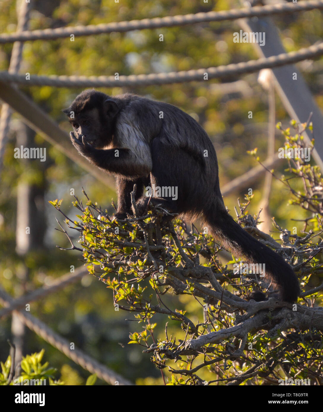 Getuftete Kapuziner (sapajus apella) Ernährung Stockfoto