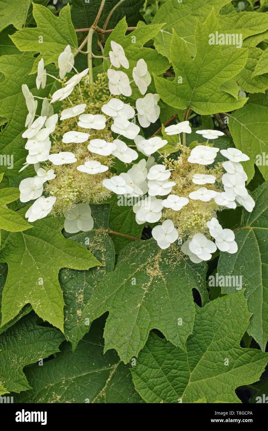 Weiß blühende Art oakleaf Hortensie Stockfoto