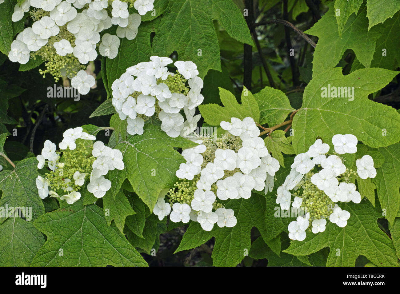 In Rispen blühen und Laub von oakleaf Hortensie Stockfoto