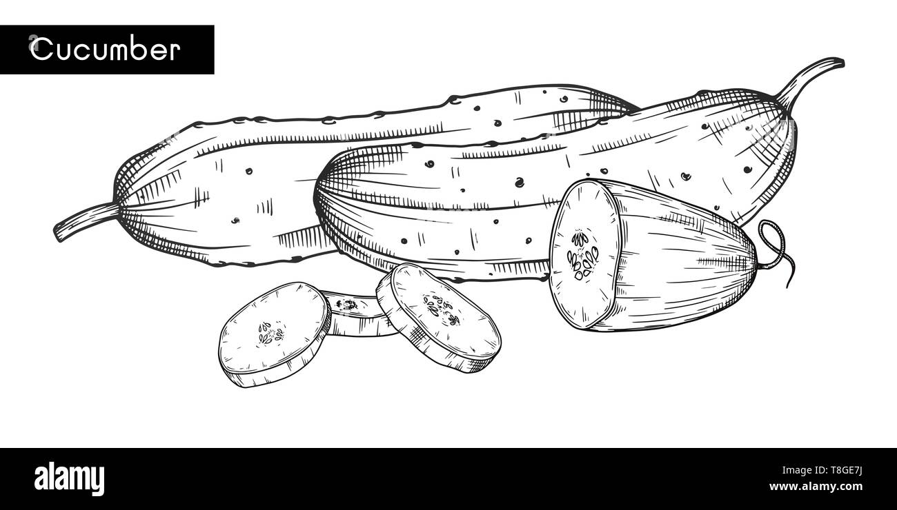 Satz von verschiedenen Gurken auf weißem Hintergrund. Vector Illustration Stock Vektor