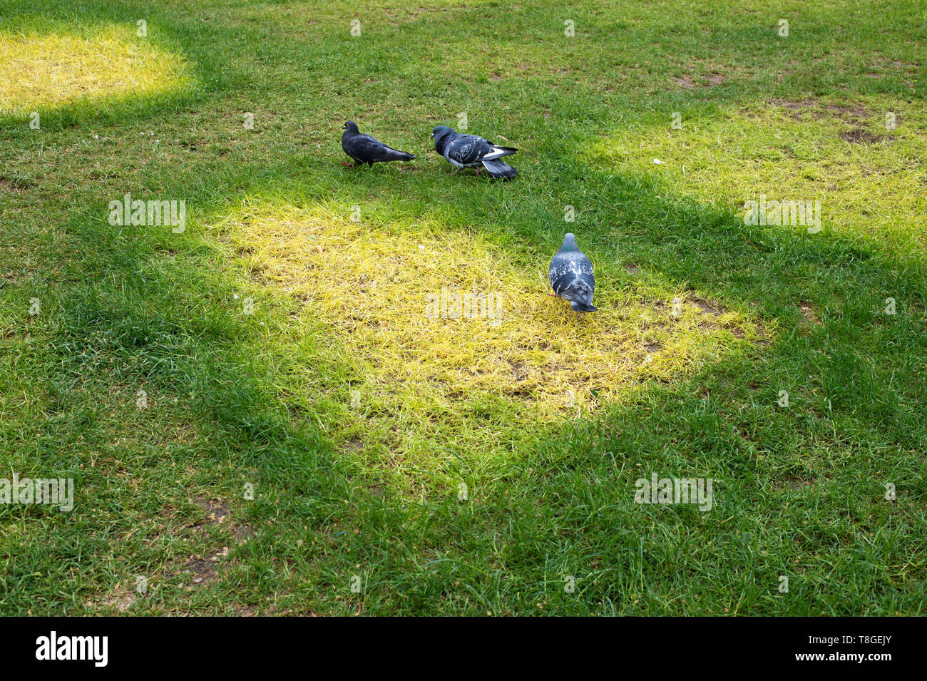 London. Aussterben Rebellion. Markierungen im Gras zeigen, wo Zelte aufgebaut wurden und jetzt gegangen. Stockfoto