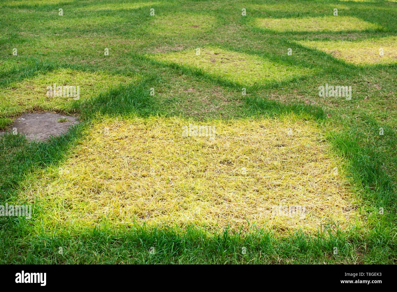 London. Aussterben Rebellion. Markierungen im Gras zeigen, wo Zelte aufgebaut wurden und jetzt gegangen. Stockfoto