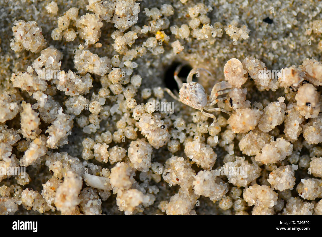Kleine Krabbe. Sie sind in der Regel auf sandigem oder schlammigem oberen Ufer gefunden, versteckt in ihre Unterschlüpfe bei Flut, und nur bei Ebbe zu füttern. Stockfoto