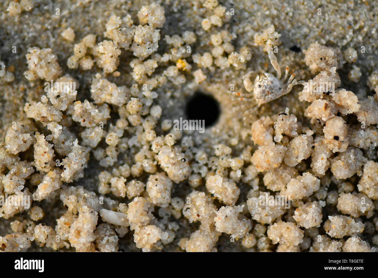 Kleine Krabbe. Sie sind in der Regel auf sandigem oder schlammigem oberen Ufer gefunden, versteckt in ihre Unterschlüpfe bei Flut, und nur bei Ebbe zu füttern. Stockfoto
