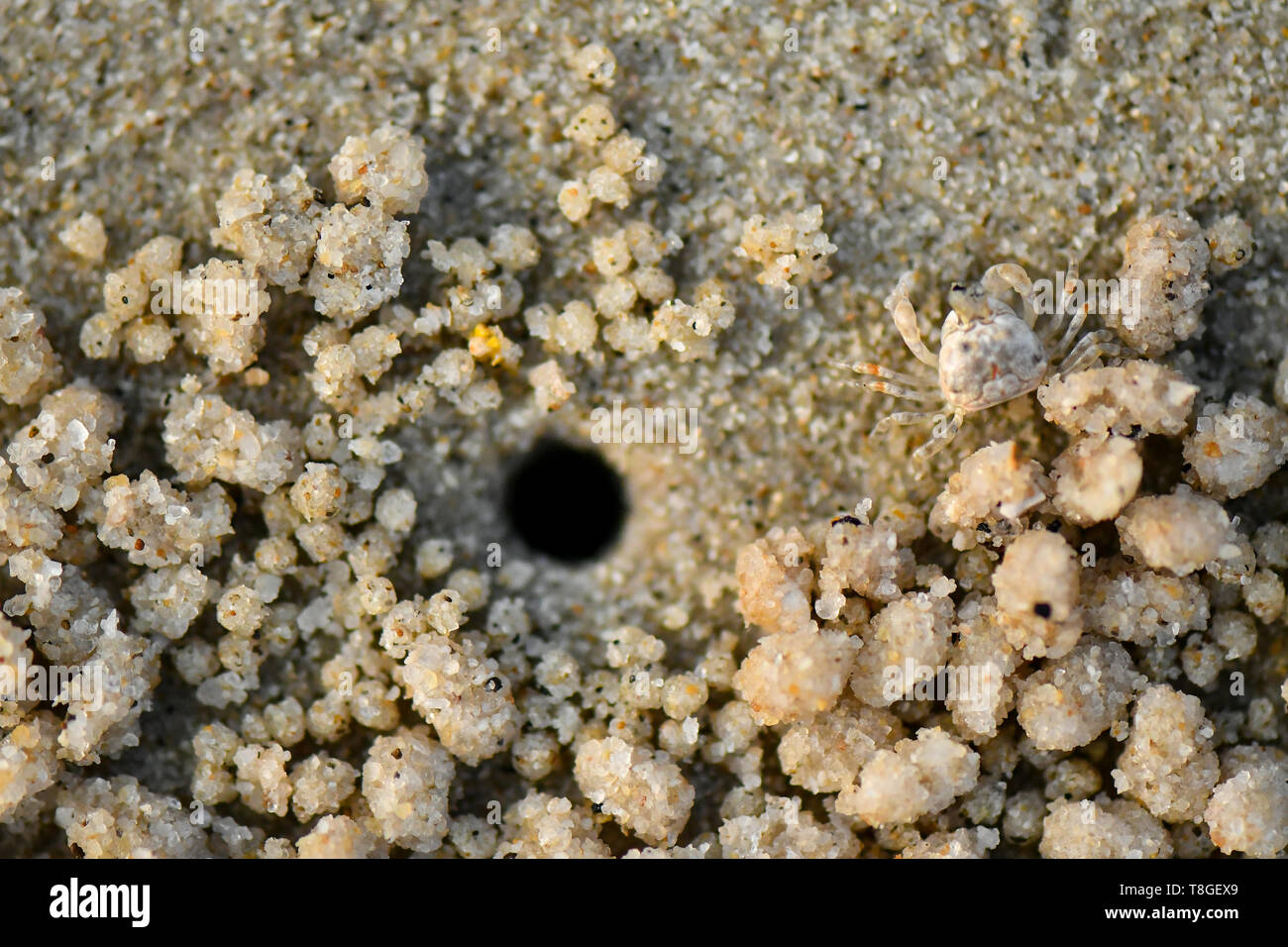 Kleine Krabbe. Sie sind in der Regel auf sandigem oder schlammigem oberen Ufer gefunden, versteckt in ihre Unterschlüpfe bei Flut, und nur bei Ebbe zu füttern. Stockfoto