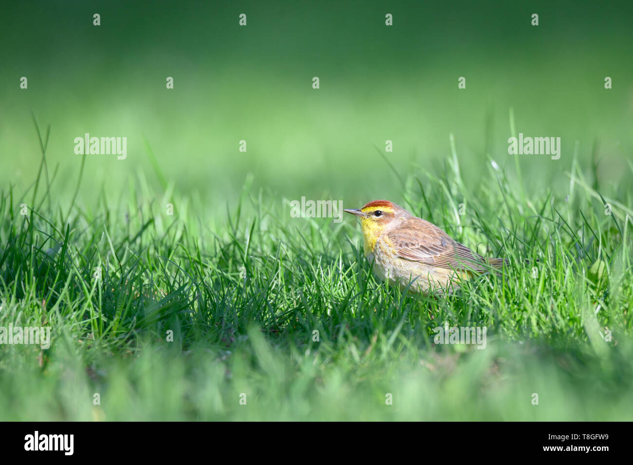 Eine Migration von männlichen Palm Warbler Grünfutter für eine Mahlzeit in das Gras in Toronto, Ontario beliebte Ashbridges Bay Park. Stockfoto