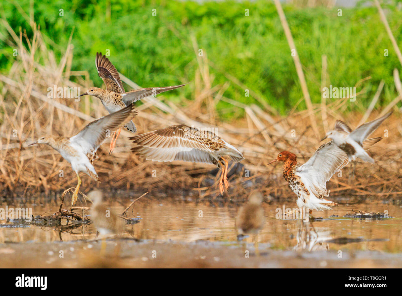 Herde von waders Kampfläufer sitzen auf dem See Stockfoto