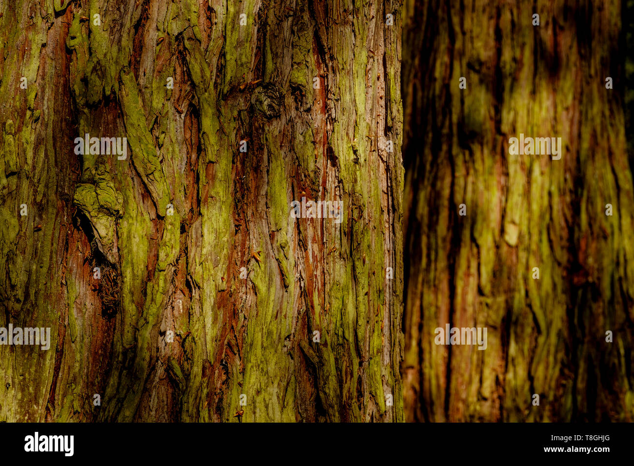 Nahaufnahme Detail der Rinde von Bäumen in Wäldern am Ufer des Flusses Ness in Inverness, Schottland Stockfoto