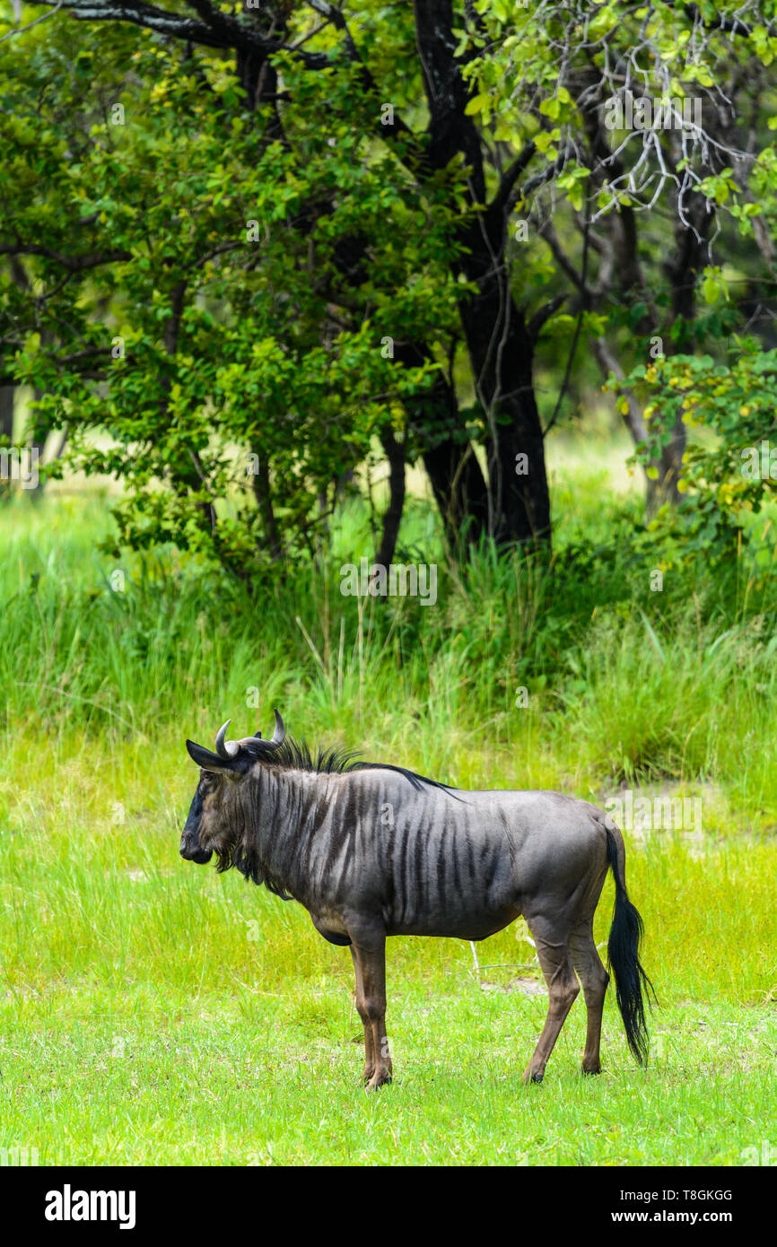 Seitenansicht eines erwachsenen Blue Wildebeest, Malawi Stockfoto