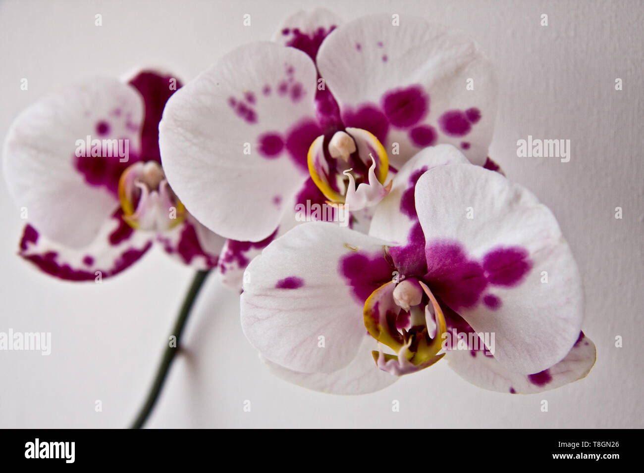 Eine weie Orchidee mit dunkel rosa Flecken Stockfotografie - Alamy