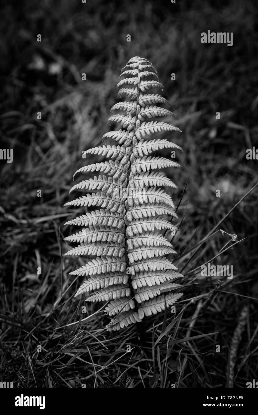 Ein Farn Blatt groing in einem natürlichen UK Wälder. Stockfoto