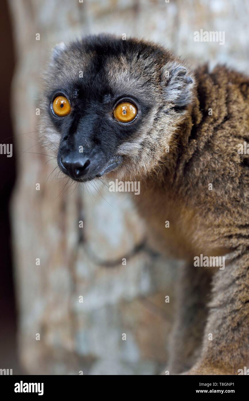 Frankreich, Insel Mayotte (französische überseeische Departements), Grande Terre, Kani Keli, die saire Garten N'Gouja Strand, Tawny lemur (Eulemur fulvus mayottensis) auch Maki genannt Stockfoto