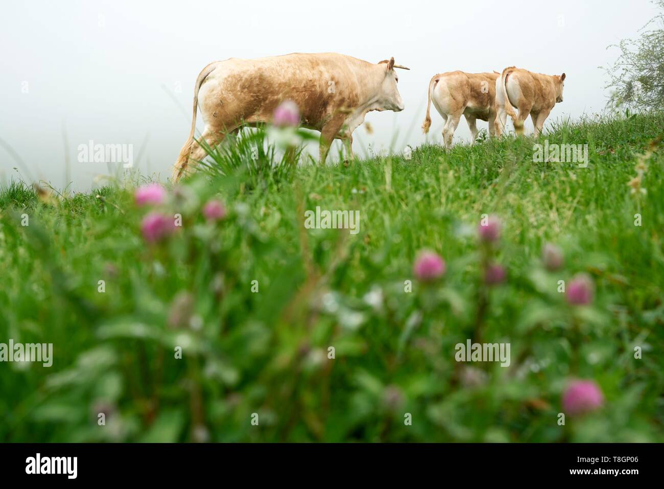 Frankreich, Tarn, Montdurausse, Les Viarnels, Damien Blanc, Züchter des Limousin Kühe Stockfoto