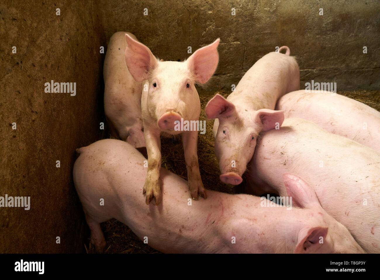 Frankreich, Hautes Pyrenees, Tournay, Züchter von weißen Schweine, Christelle Duran Carrere Pomes Stockfoto
