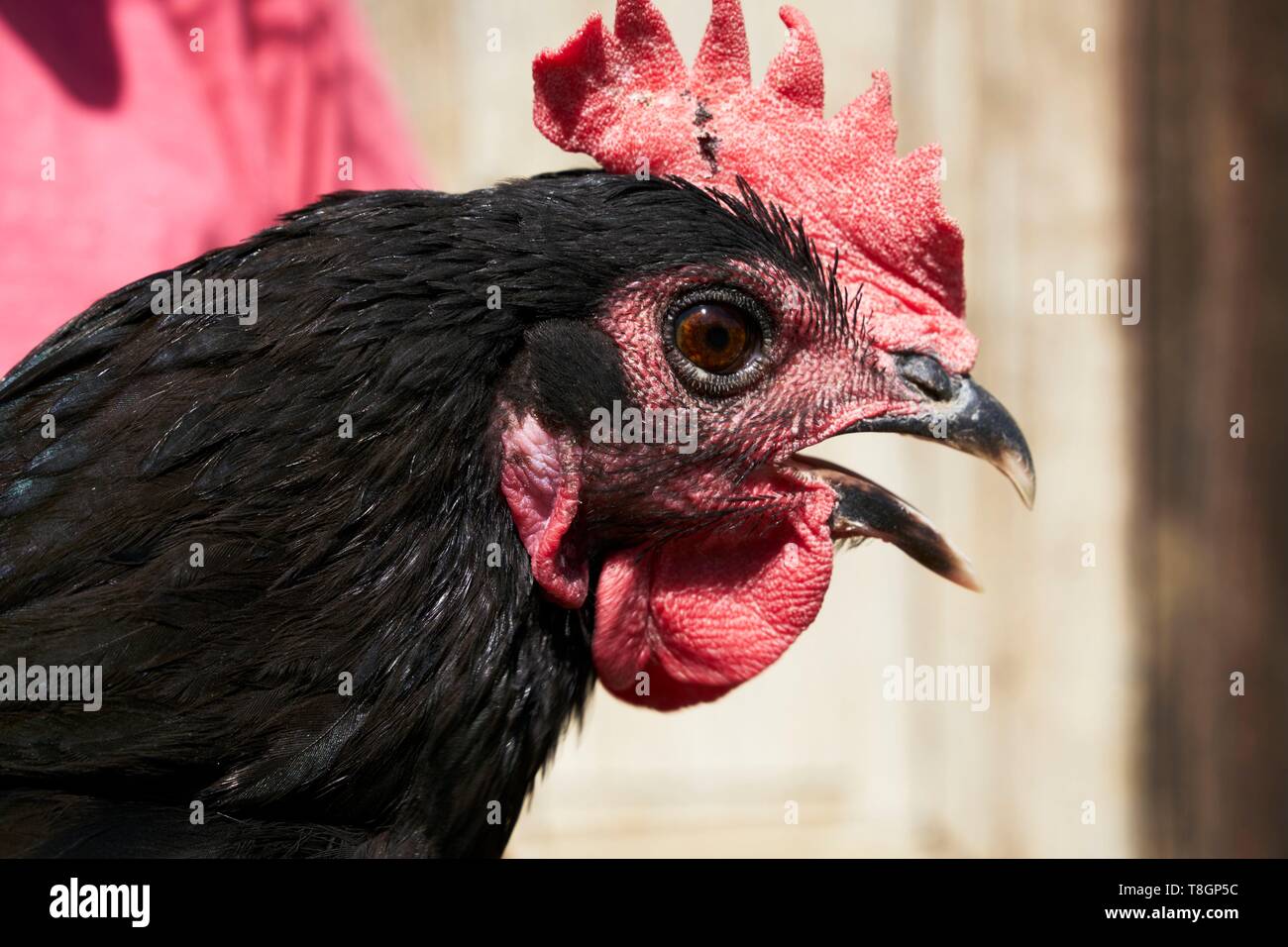 Frankreich, Hautes Pyrenees, bouilh Devant, Zucht schwarzer Hennen von Astarac Stockfoto