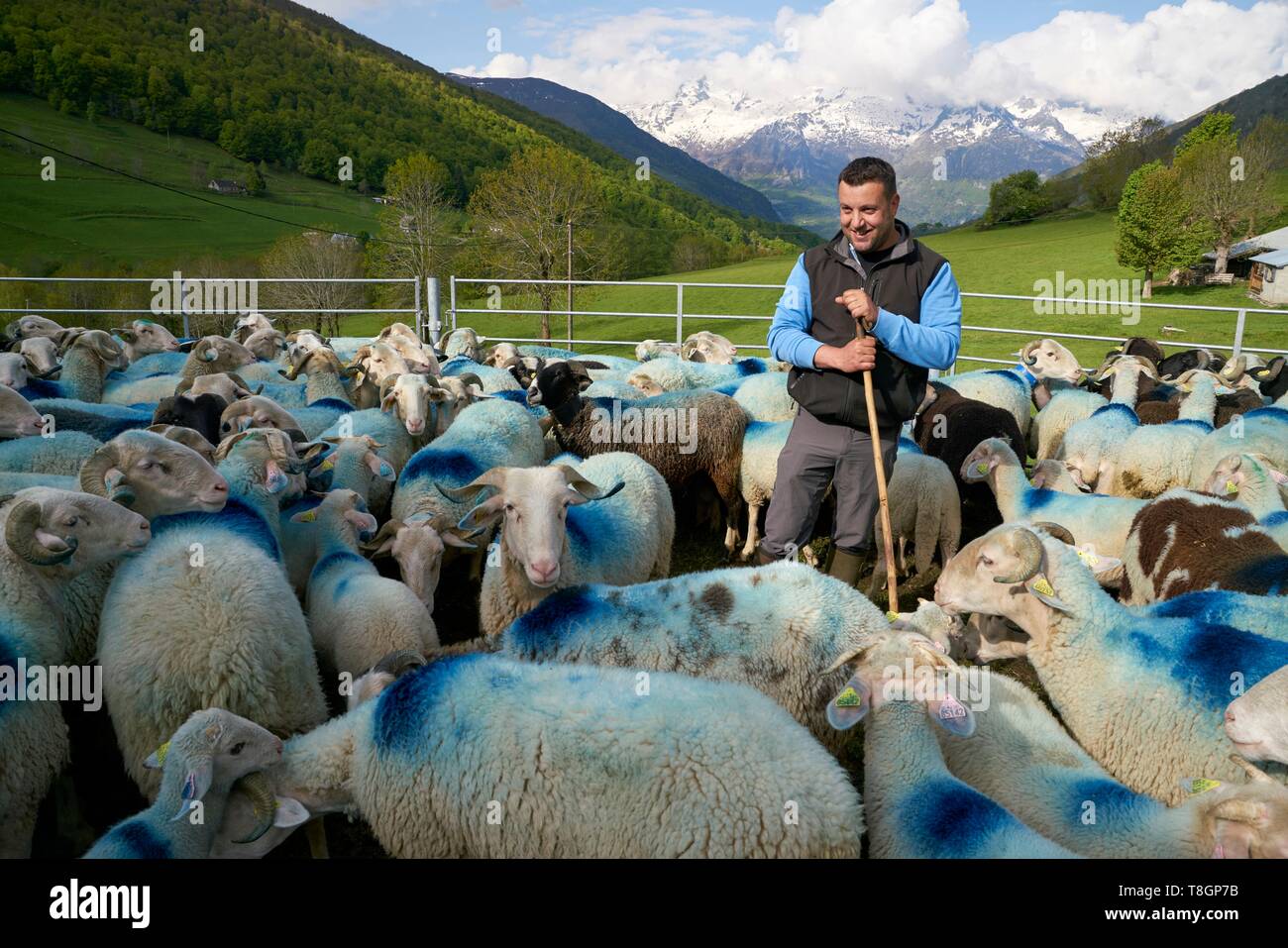 Frankreich, Hautes Pyrenees, Viella, Ax-les-Thermes,, Portrait von Denis Laporte, Züchter, Bareges Lämmer Stockfoto