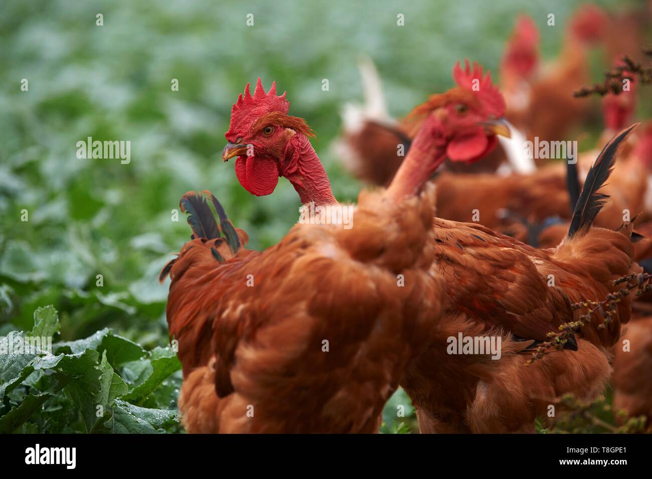 Frankreich, Gers, Montcorneil Grazan, Jean Marc Ferrand, chicken Farmer aus dem Gers Stockfoto