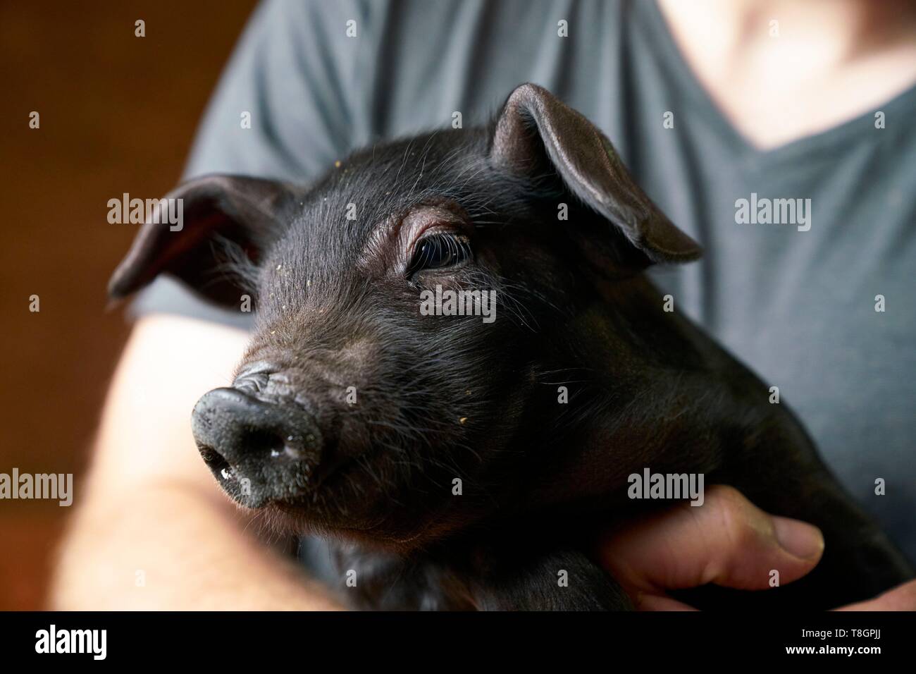 Frankreich, Haute Garonne, Saman, Jean Baptiste Widder, Züchter von schwarzen Schwein von Bigorre Stockfoto