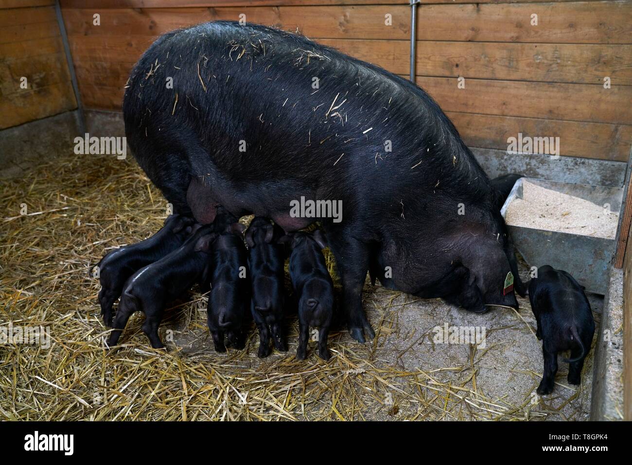 Frankreich, Haute Garonne, Saman, Jean Baptiste Widder, Züchter von schwarzen Schwein von Bigorre Stockfoto