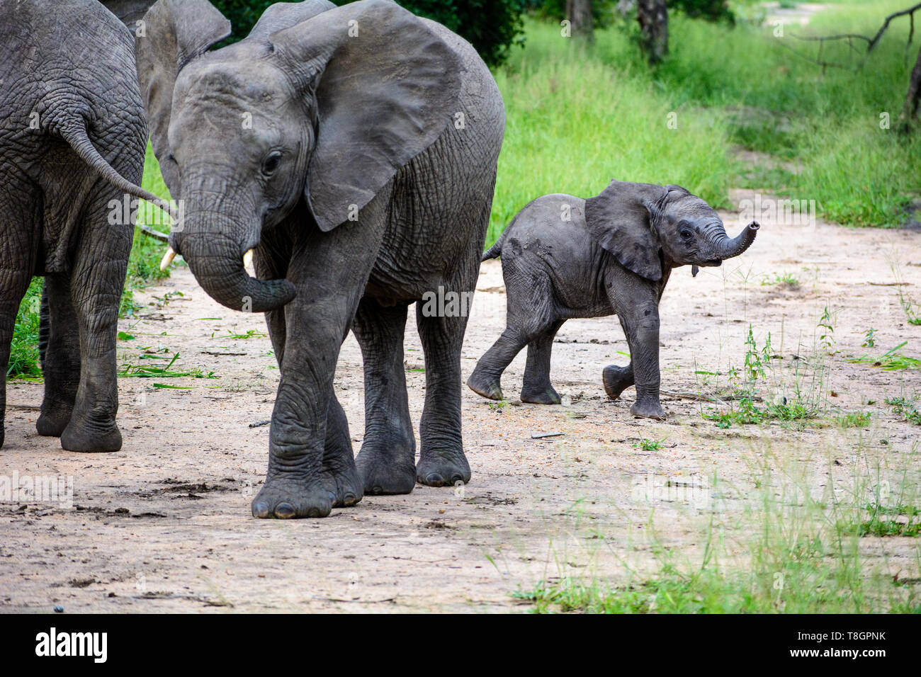 Elephant calf schnüffelt die Luft in einer Lichtung im Liwonde Nationalpark, Malawi Stockfoto