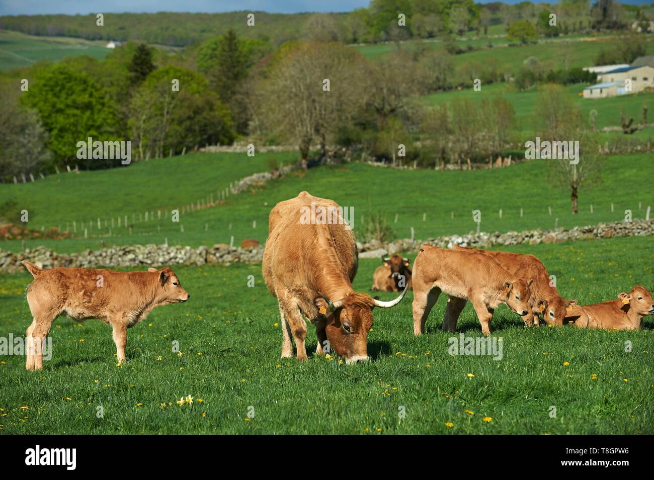 Frankreich, Aveyron, Laguiole, Celine Batut, Züchter des Aubrac Kuh Stockfoto