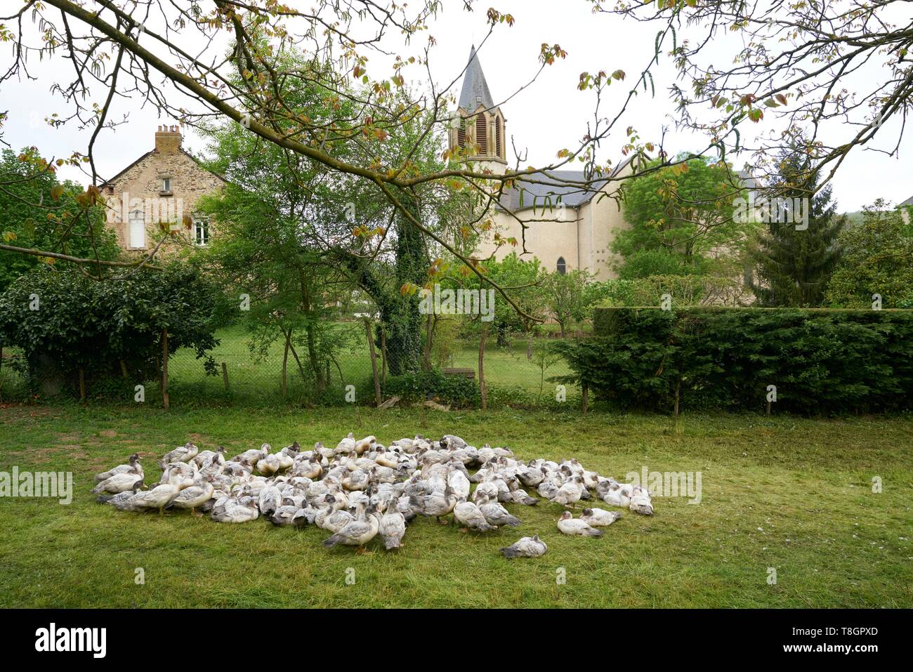 Frankreich, Aveyron, Monteils, die Farm von Carles, Zucht von Enten in der Luft Stockfoto