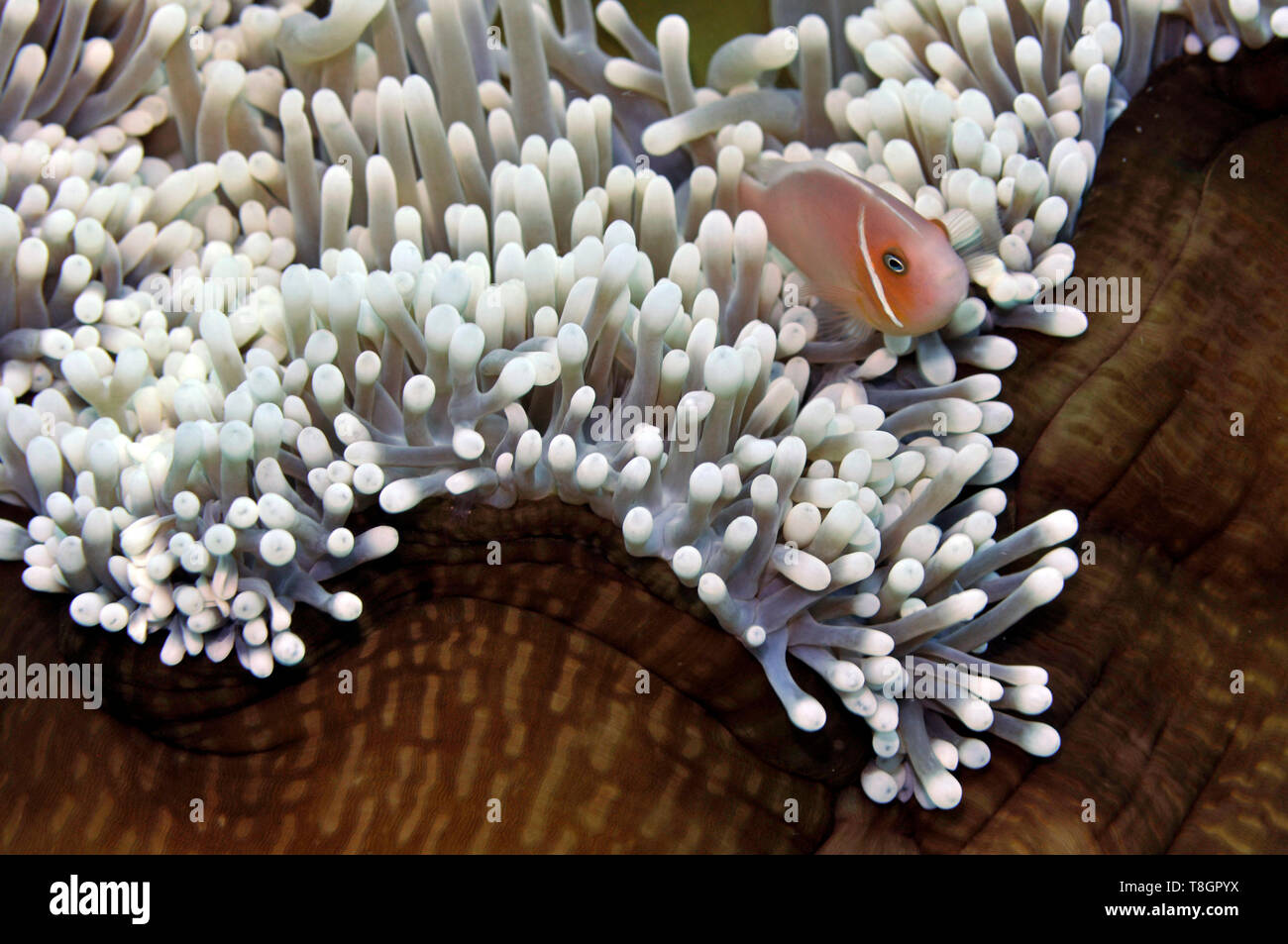 Rosa Anemonenfischen, Amphiprion perideraion, schwimmt in seiner herrlichen Seeanemone, Heteractis magnifica, Pohnpei, Föderierte Staaten von Mikronesien Stockfoto