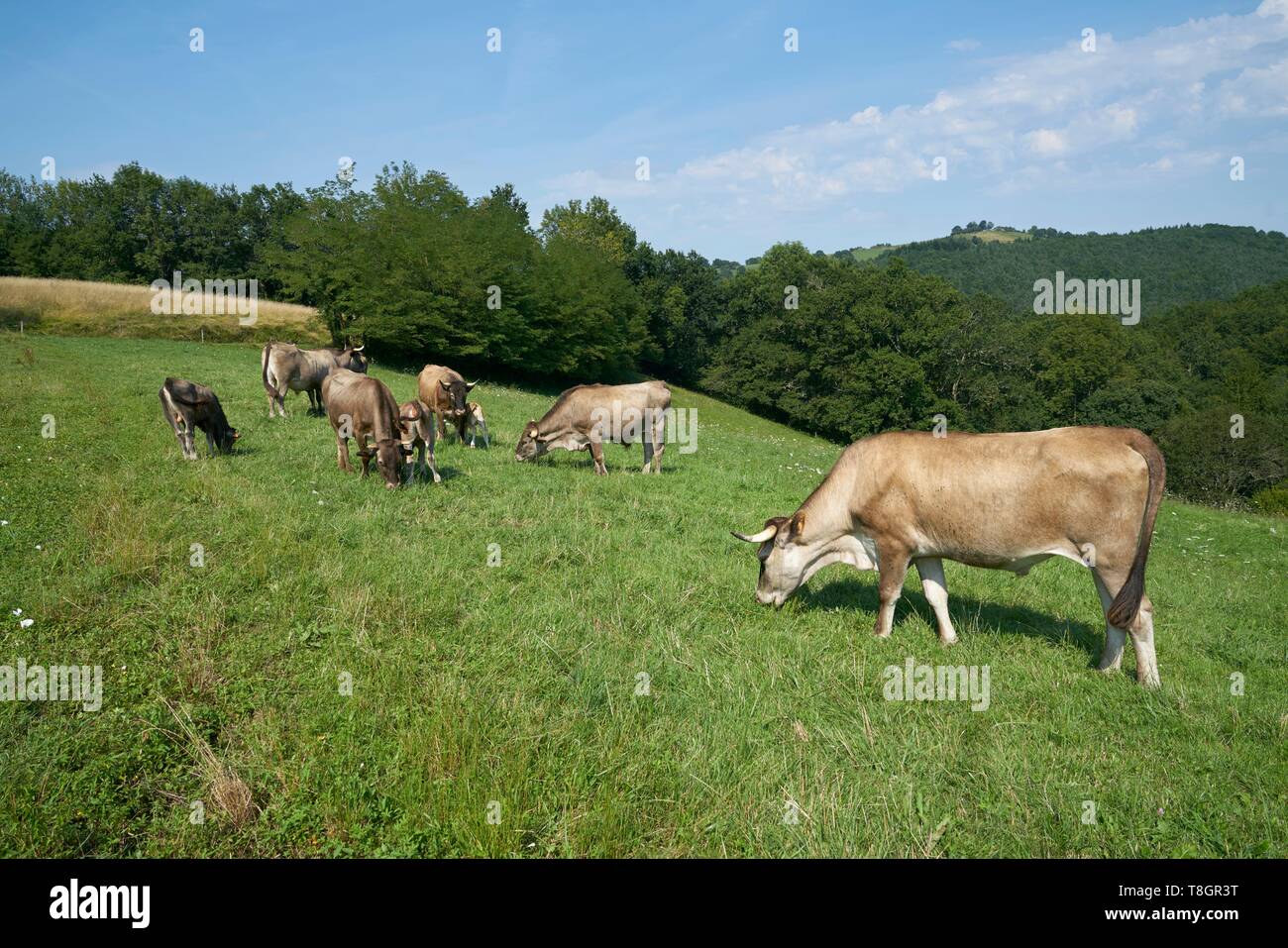 Frankreich, Ariège, Betchat, Bauernhof Sandrine Bozom Dangla's, Züchter Kühe Casta Stockfoto