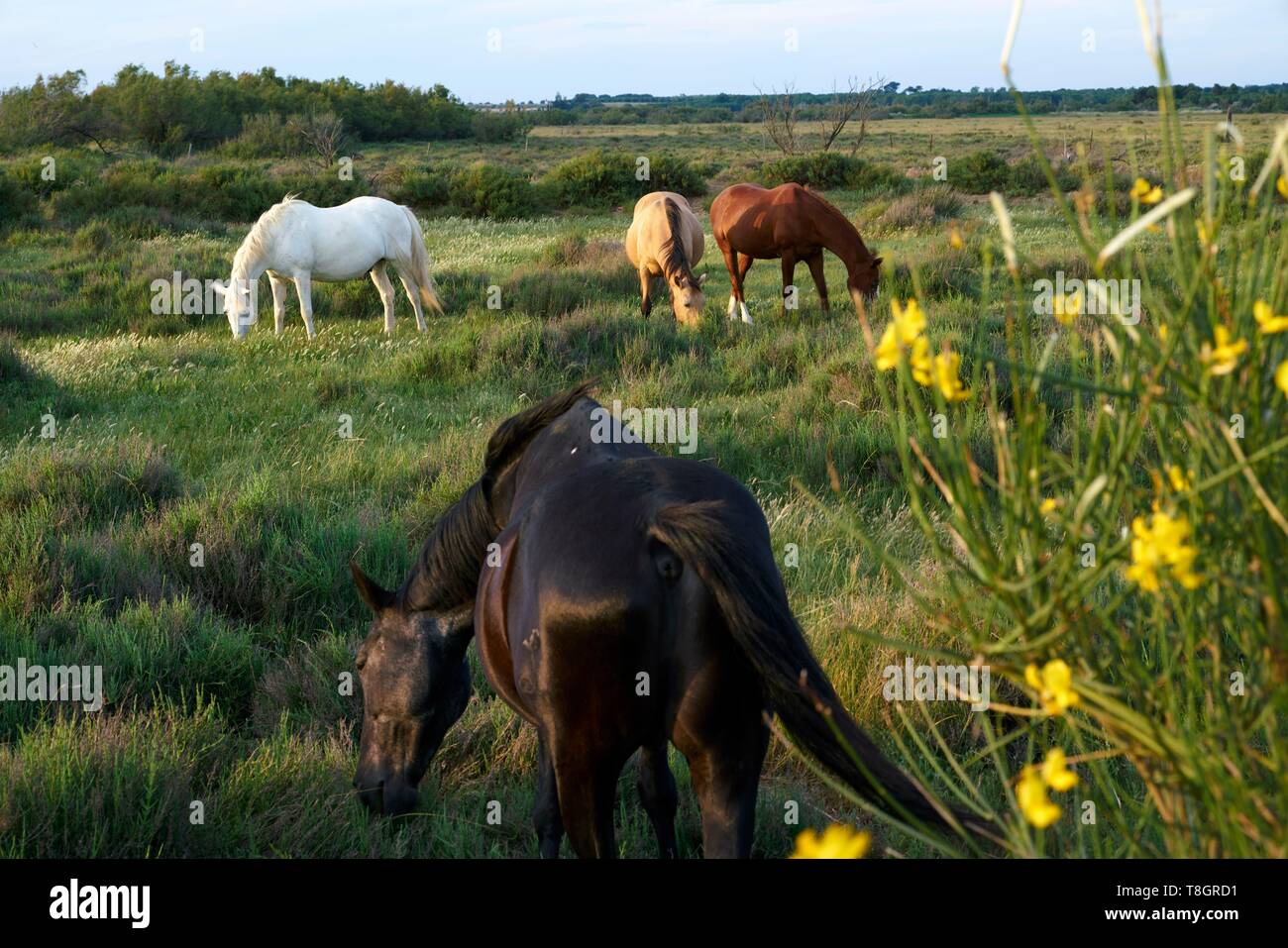 Frankreich, HÚrault, Teiche von Vendres, geschützten natürlichen Standort, Pferde Stockfoto