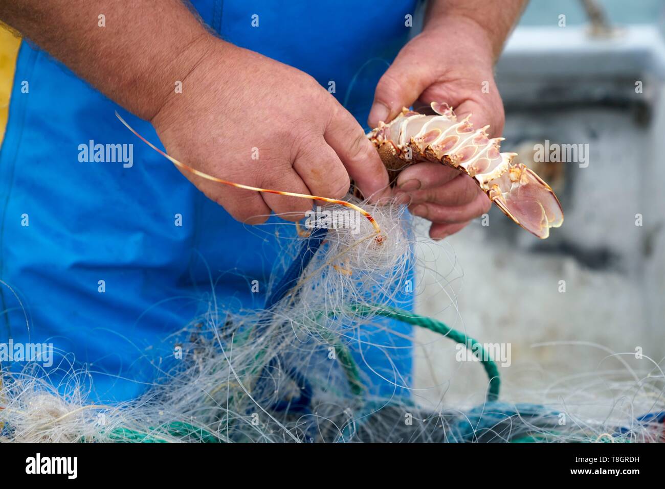 Frankreich, Hérault, Cap d'Agde, Berufsfischer, Hummer Stockfoto