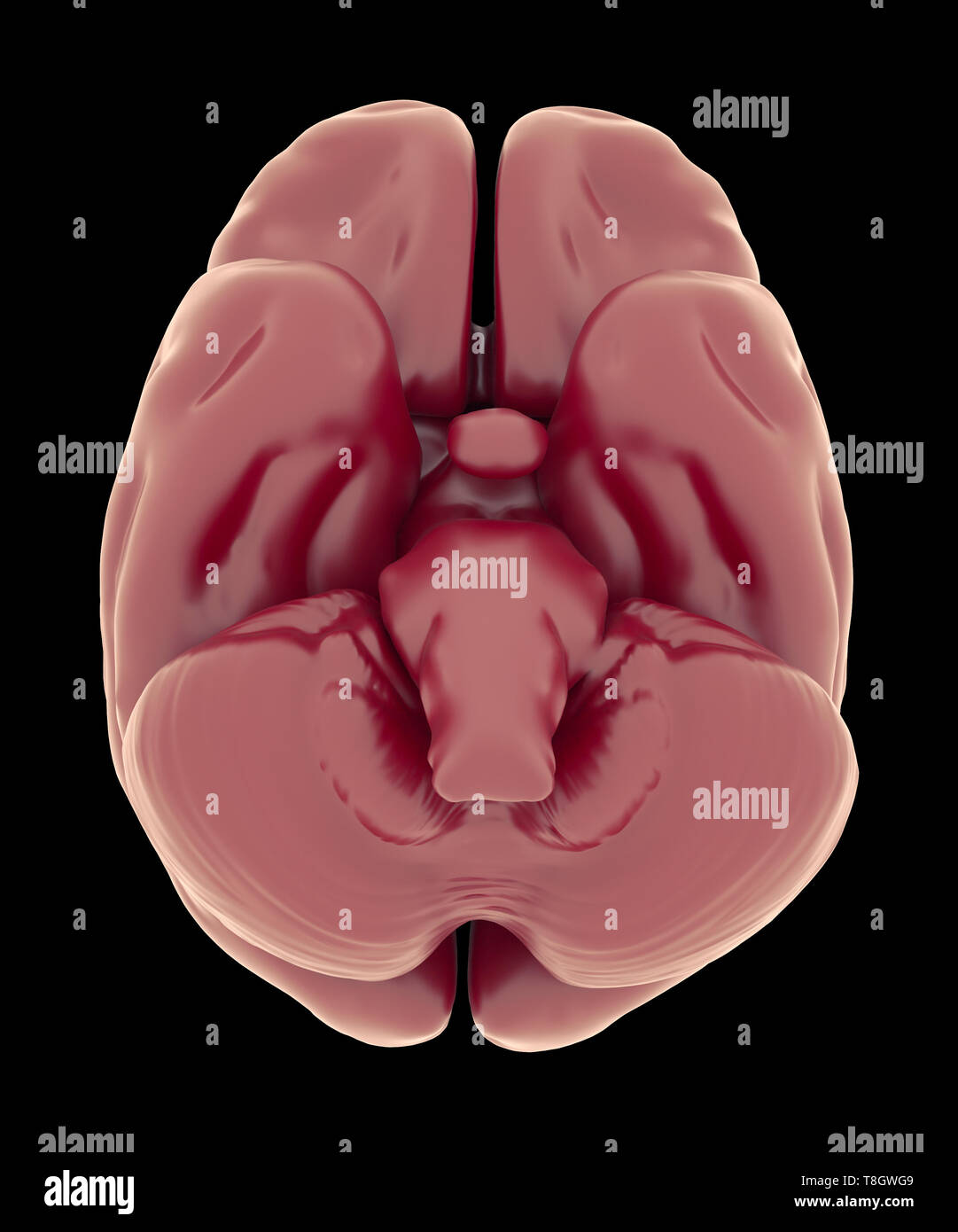 Ansicht von Unten des Gehirns und Hirnstamm. Anatomie Bildung und medizinische Forschung Konzept Stockfoto